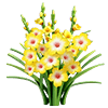 Yellow Gladiolus