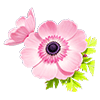 Pink Anemone