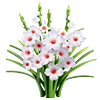 White Gladiolus