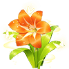 Orange Amaryllis