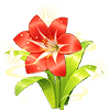 Red Amaryllis