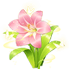 Pink Amaryllis