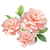 Peach New Dawn Rose