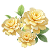 Yellow New Dawn Rose
