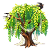 Green Silk Willow