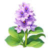 Purple Water Hyacinth