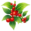 Red Winterberry