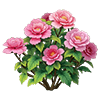 Pink Hibiscus