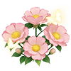Pink Rosa Rubus