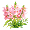 Snapdragon