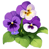 Pansy