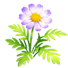 Lavender Marguerite
