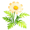 Yellow Marguerite