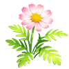 Pink Marguerite