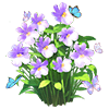 Snowfall Nemesia