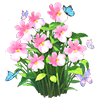 Pink Nemesia