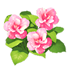 Smokepink Hibiscus