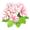 Pink Baby Primrose