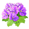 Purple Baby Primrose