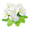 Snowfall Baby Primrose
