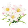 Pearl Cape Primrose
