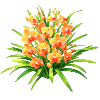 Orange Flame Cymbidium