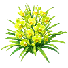Green Cymbidium