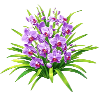 Purple Obsidian Cymbidium