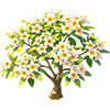 Snow White Plumeria