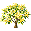 Light Yellow Plumeria