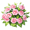 Soft Pink Impatiens