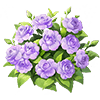 Smoky Purple Impatiens