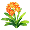 Blazing Glow Clivia
