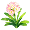 Cloud Blush Clivia