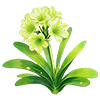 Emerald Mist Clivia
