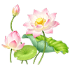 Pink Water lily