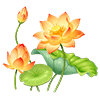 Apricot Lotus