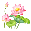 Pink Lotus