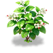 Snowy Bleeding Heart — stage 2