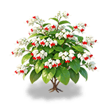 Snowy Bleeding Heart — stage 3