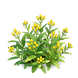 Golden Cup Milkweed — stage 2
