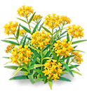 Golden Cup Milkweed — stage 3