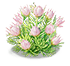 Misty Pink Blushing Bride — stage 2