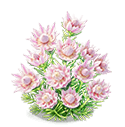 Misty Pink Blushing Bride — stage 3