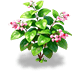 Crimson Cherry Bleeding Heart — stage 2