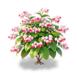 Crimson Cherry Bleeding Heart — stage 3