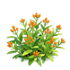 Orange Flame Milkweed — stage 2