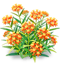 Orange Flame Milkweed — stage 3