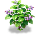 Violet Gauze Bleeding Heart — stage 2