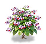 Violet Gauze Bleeding Heart — stage 3